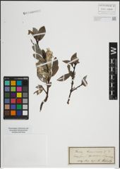 Foto von Salix lapponum L.